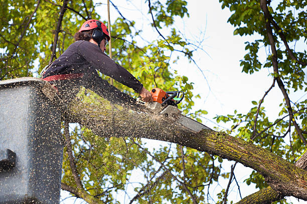 How Our Tree Care Process Works  in Redkey, IN